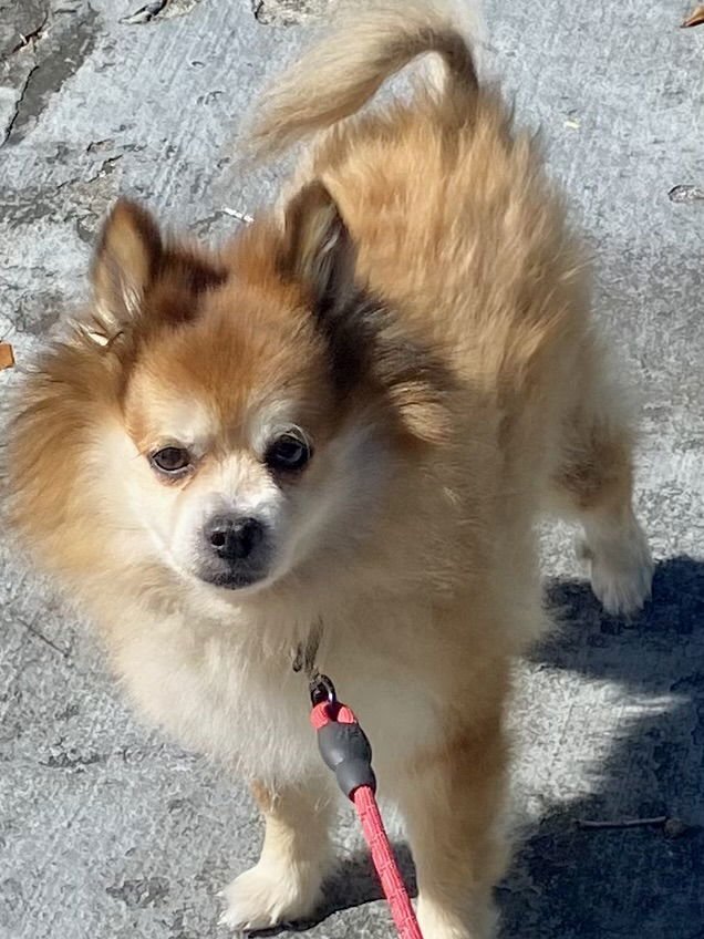 Scooter ADOPTED - Photo 3