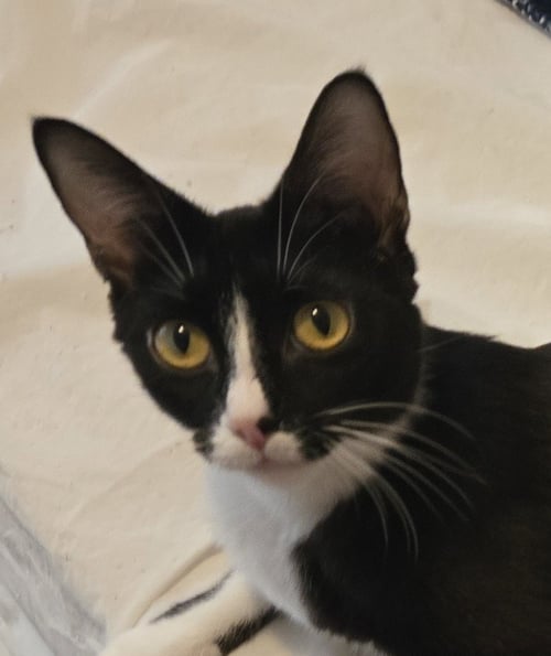GIA - Domestic Short Hair available for adoption