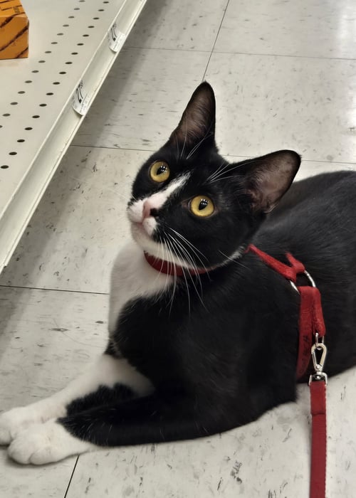 GIA - Domestic Short Hair for adoption in Columbus