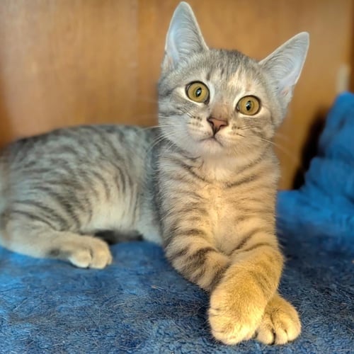 RY - Domestic Short Hair for adoption in Columbus