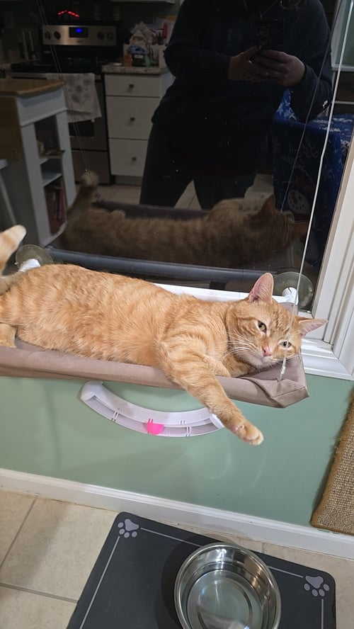 REGINALD AKA REGGIE - Domestic Short Hair available for adoption