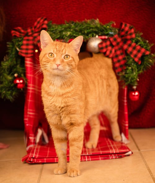 REGINALD AKA REGGIE - Domestic Short Hair for adoption in Columbus