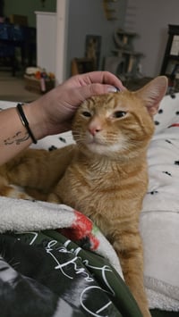 Reginald aka Reggie - Photo 3