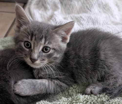 SAUSAGE - Domestic Short Hair available for adoption