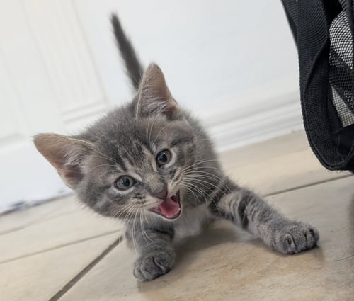SAUSAGE - Domestic Short Hair available for adoption
