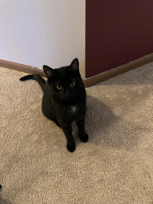 BLOSSOM 3 - Domestic Short Hair for adoption in Columbus