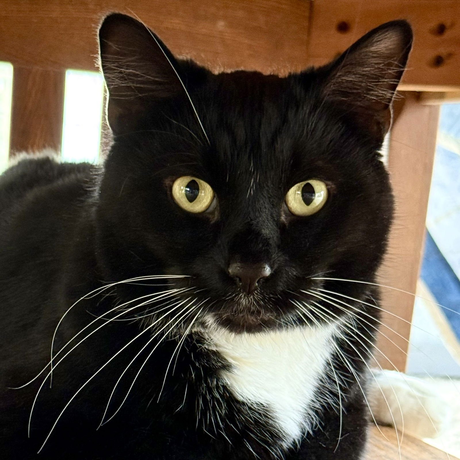 ZUKO - Domestic Short Hair available for adoption