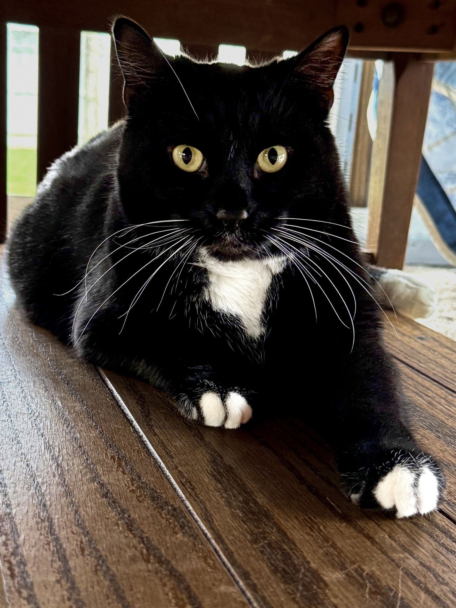 ZUKO - Domestic Short Hair available for adoption