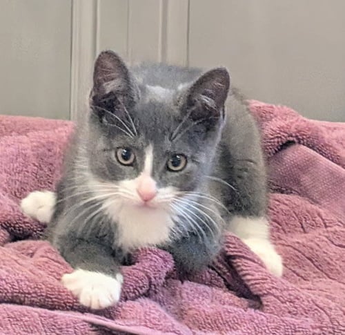 PINKIE - Domestic Short Hair available for adoption
