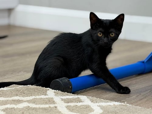NEWT - Domestic Short Hair for adoption in Columbus