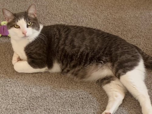 ALFRED - Domestic Short Hair available for adoption