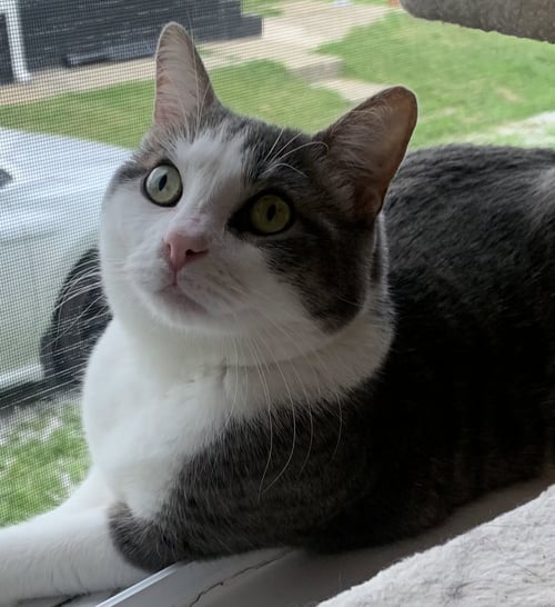 ALFRED - Domestic Short Hair for adoption in Columbus