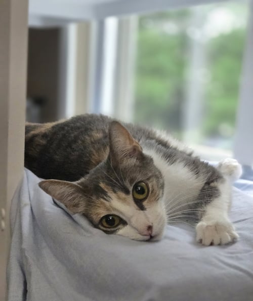 KALLI - Domestic Short Hair for adoption in Columbus
