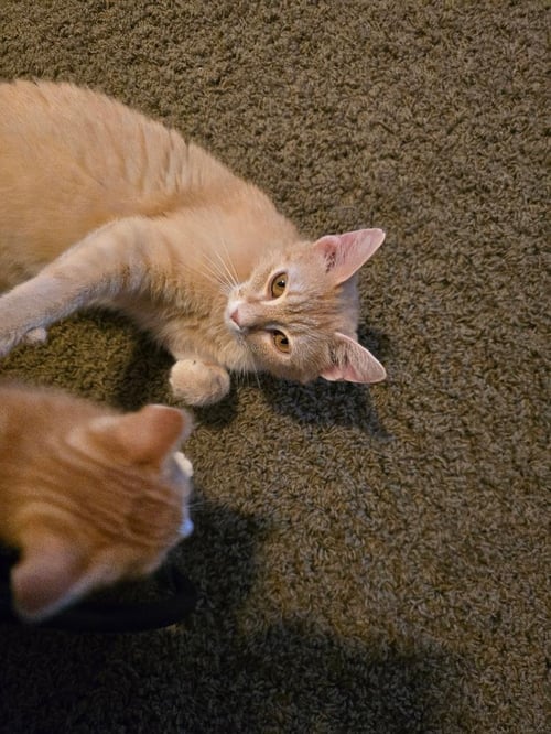 JAYDEN - Domestic Short Hair available for adoption