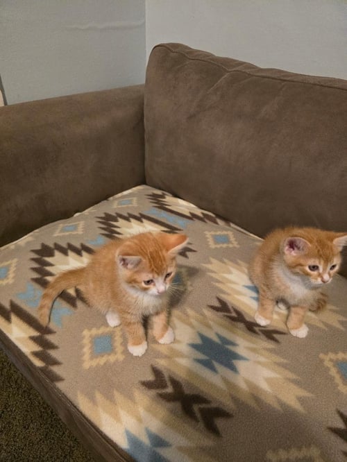 JACOP - Domestic Short Hair available for adoption