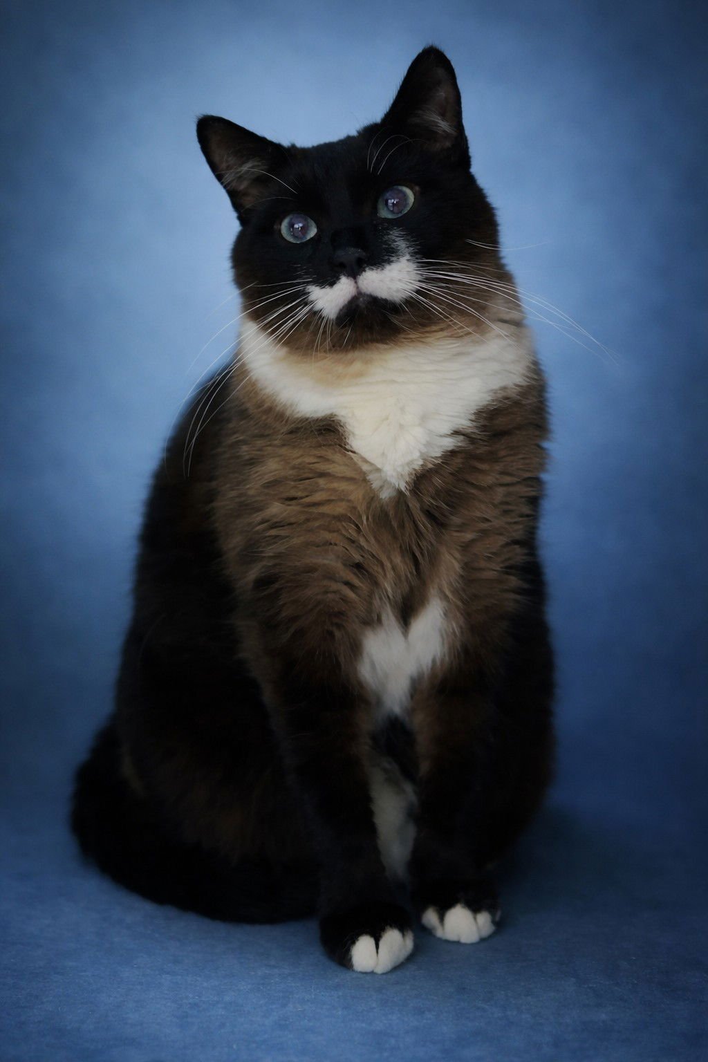 BANJO 3 - Siamese / Himalayan available for adoption