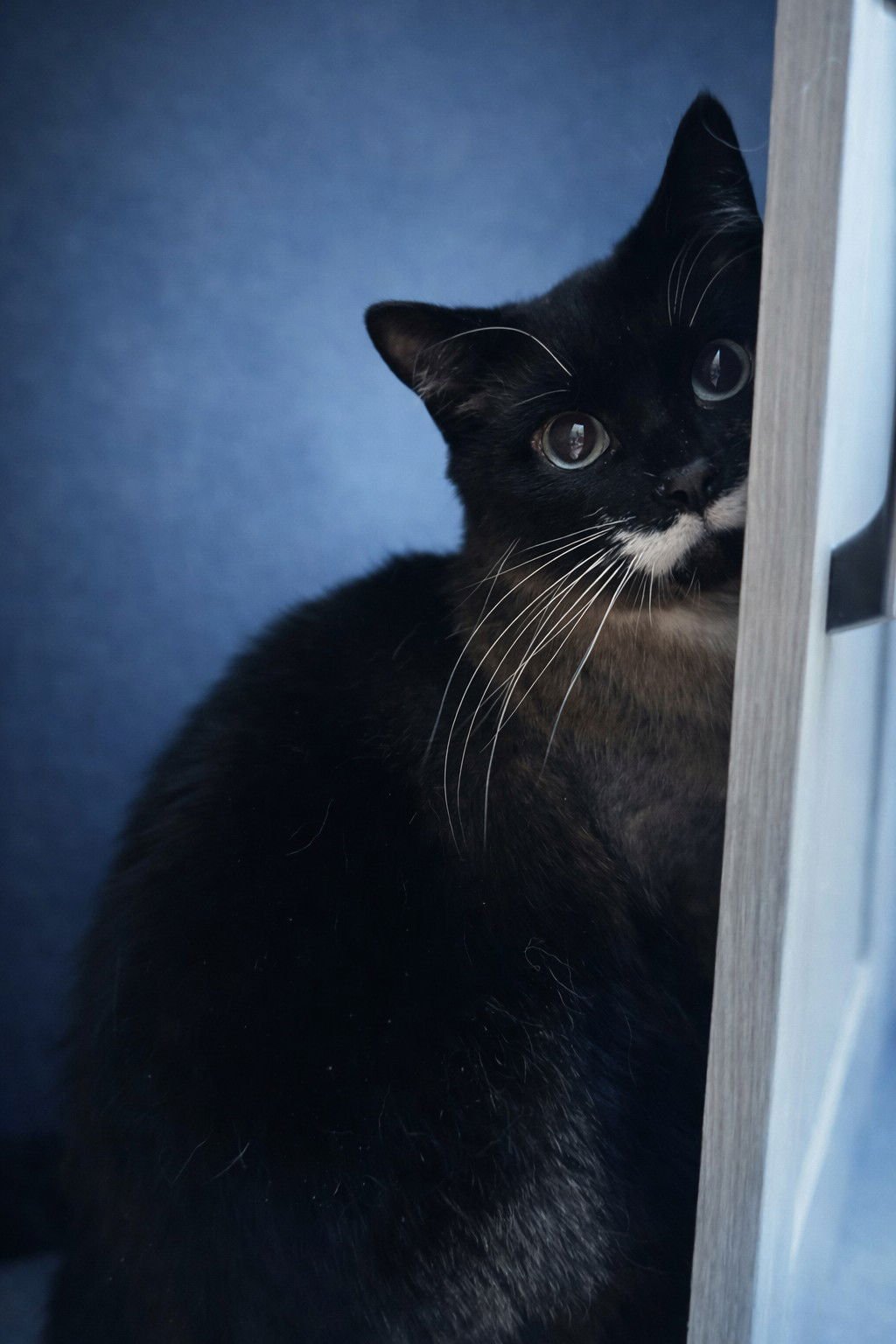 BANJO 3 - Siamese / Himalayan available for adoption