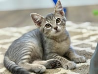Mannie - Photo 2