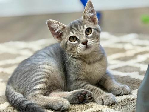 MANNIE - Domestic Short Hair available for adoption