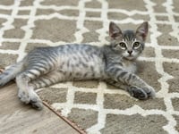 Mannie - Photo 3