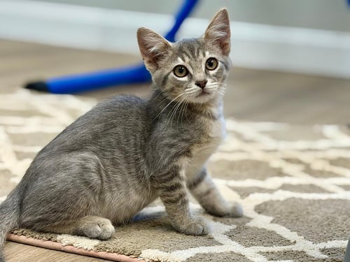 MANNIE - Domestic Short Hair for adoption in Columbus