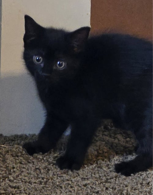 ABEE - Domestic Short Hair available for adoption