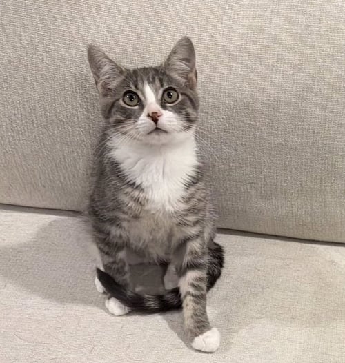 TERRANCE - Domestic Short Hair for adoption in Columbus