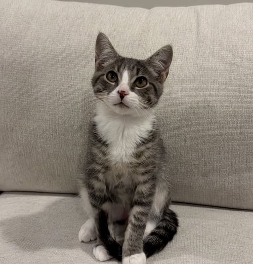 TERRANCE - Domestic Short Hair available for adoption