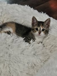 Kaeli - Photo 1