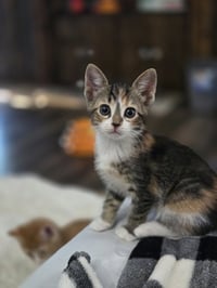 Kaeli - Photo 2