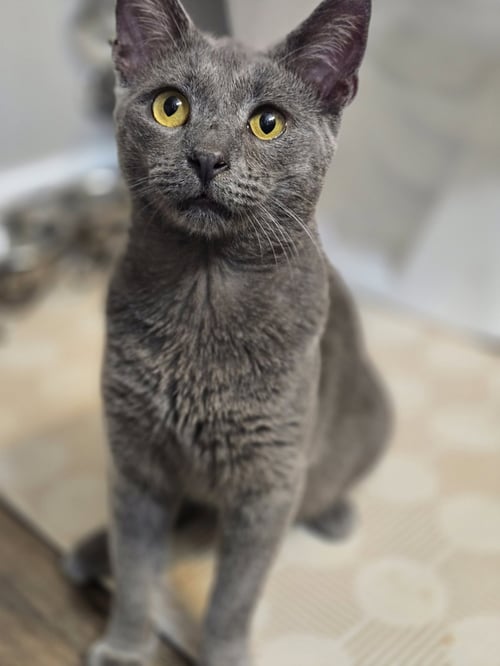 THATCHER - Domestic Short Hair available for adoption