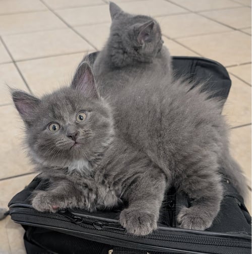 PEPPERONI - Domestic Long Hair available for adoption