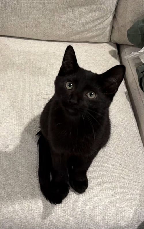 TAJ - Domestic Short Hair for adoption in Columbus