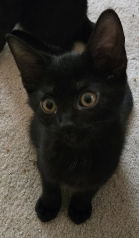 Gemma Image