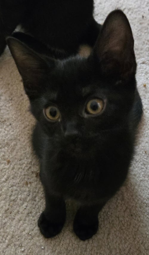 GEMMA - Domestic Short Hair available for adoption