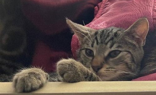SAUL - Domestic Short Hair available for adoption