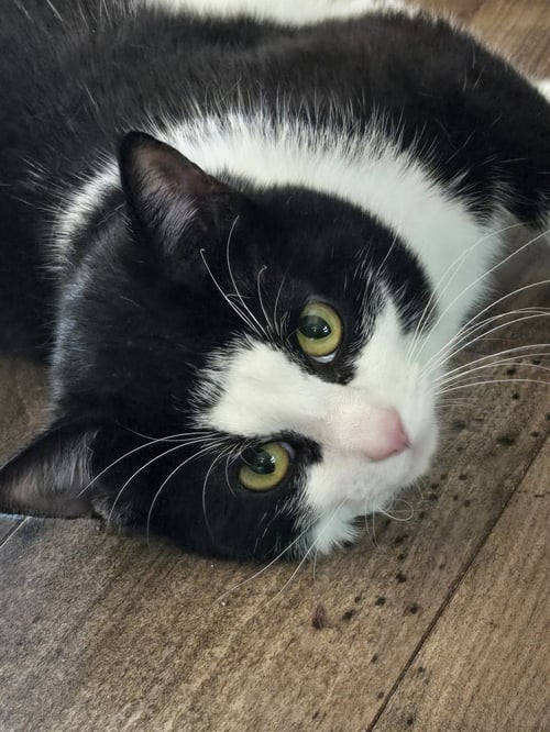 HUXLEY - Domestic Short Hair available for adoption