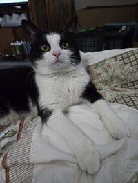 Huxley - Photo 3