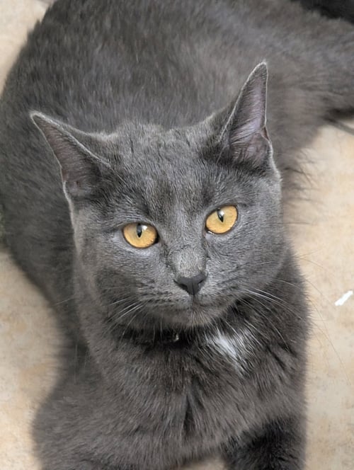 PIZZA - Domestic Short Hair for adoption in Columbus