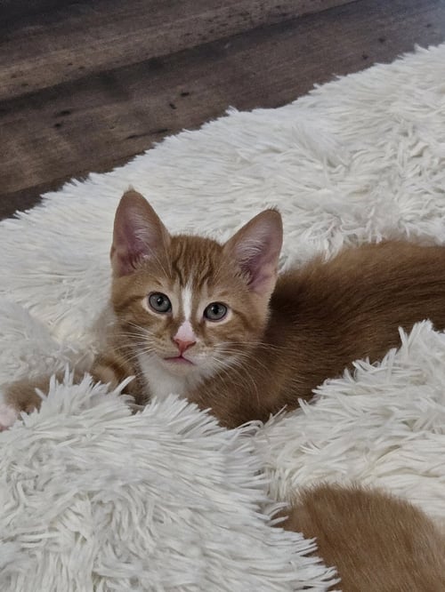 KADIN - Domestic Short Hair for adoption in Columbus