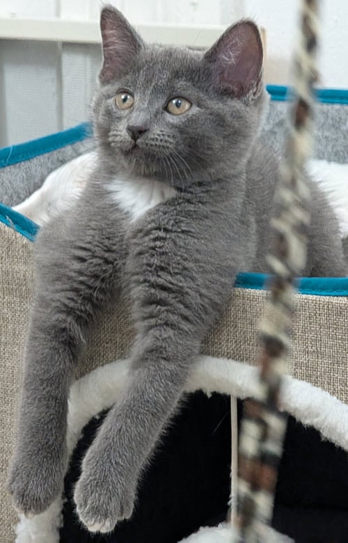 MUSHROOM 2 - Domestic Short Hair available for adoption