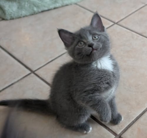 MUSHROOM 2 - Domestic Short Hair available for adoption