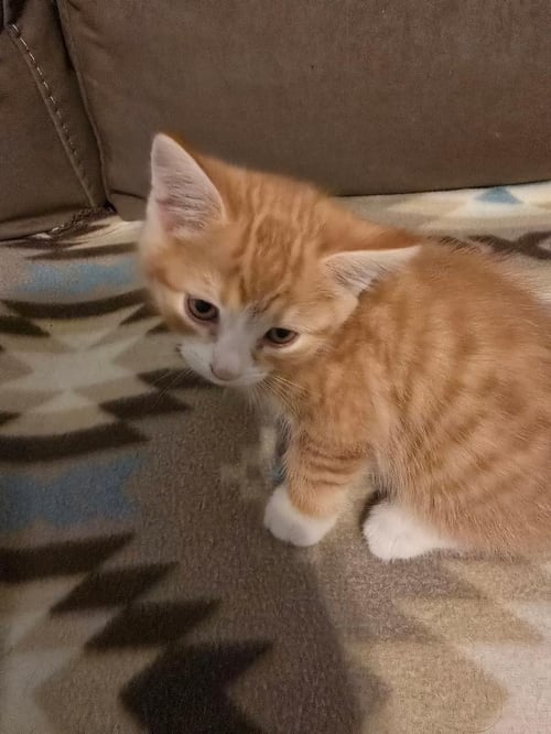 JACEY - Domestic Short Hair available for adoption