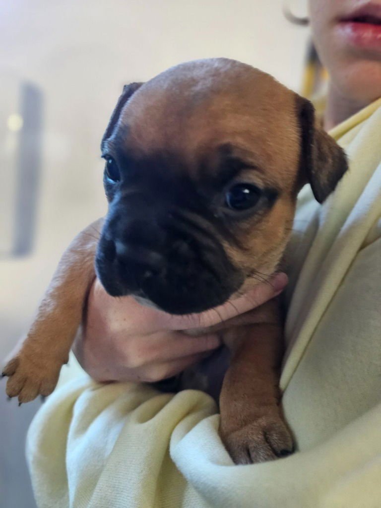 BROWNIE - Pug / French Bulldog available for adoption