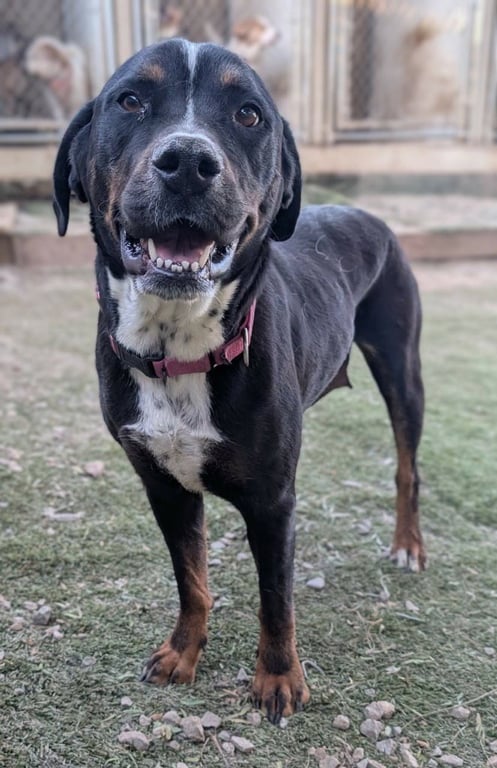 Pretzels Image