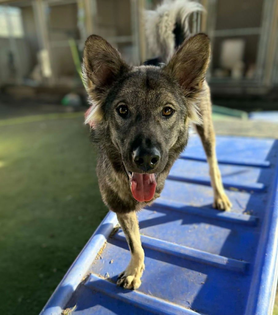 DAMPIMOOK (SOI DOG) - Border Collie / Jindo (Korean) available for adoption