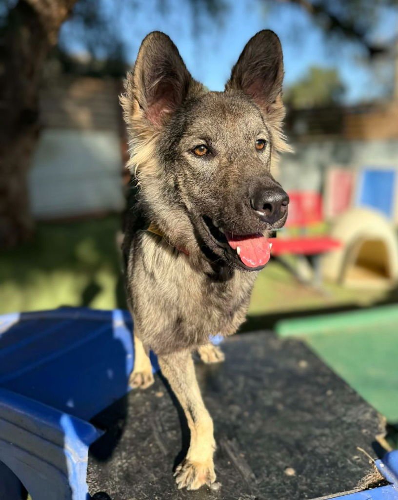 DAMPIMOOK (SOI DOG) - Border Collie / Jindo (Korean) available for adoption