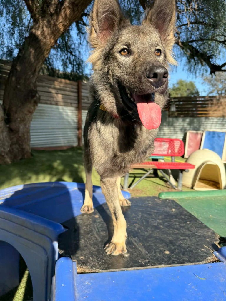 Dampimook (Soi Dog) - Photo 3