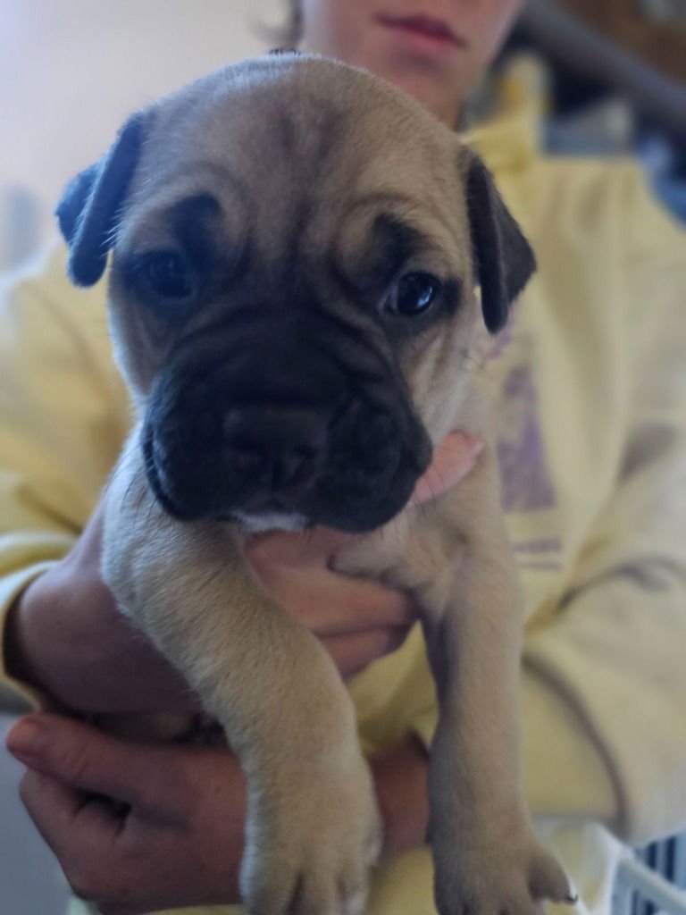 SPRINKLES - Pug / French Bulldog available for adoption