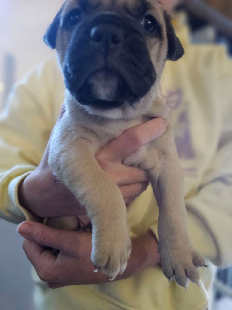 SPRINKLES - Pug / French Bulldog available for adoption
